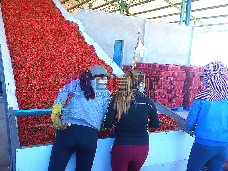 小型網(wǎng)帶式辣椒烘干機(jī)